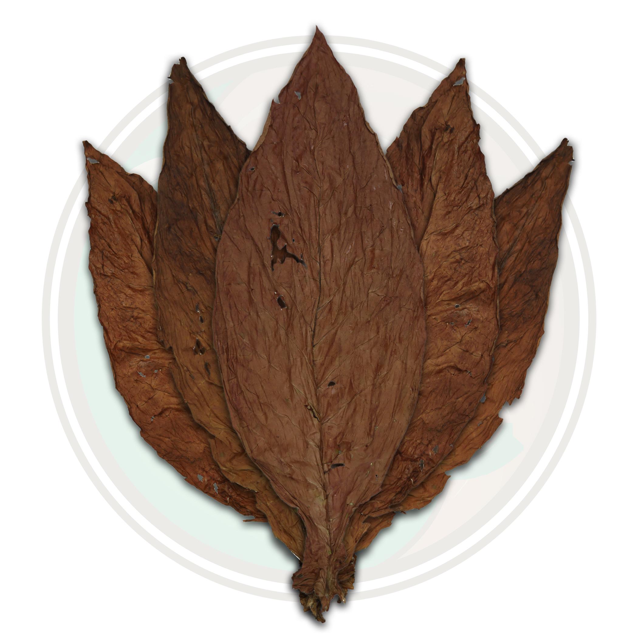 Pennsylvania Broadleaf Cigar Binder Whole Tobacco Leaf Pennsylvania Broadleaf Cigar Binder Whole Tobacco Leaf